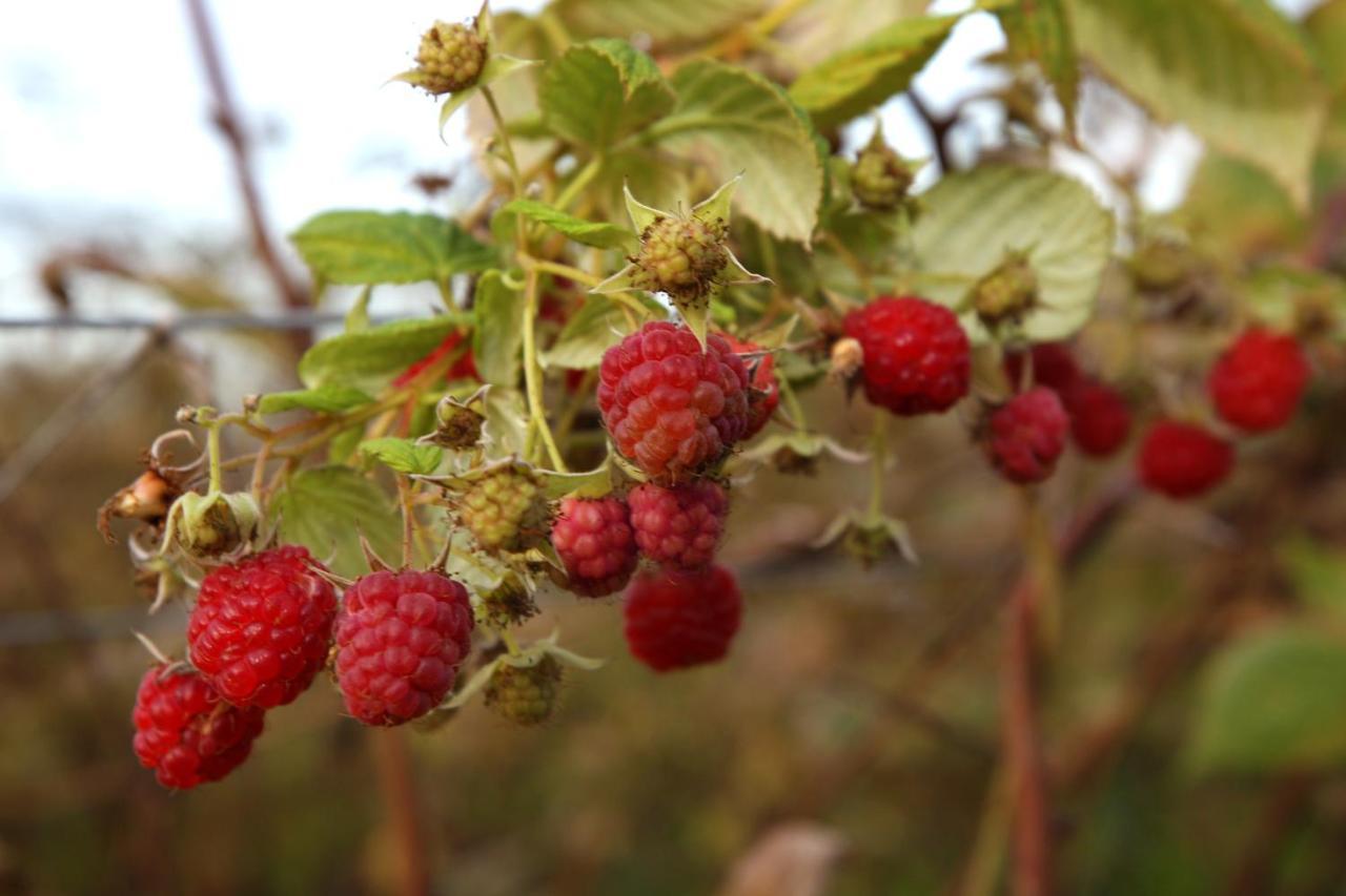 Вілла The Berry Farm Retreat Гастінгс Екстер'єр фото